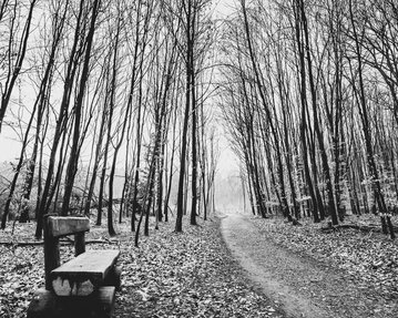 Ein schmaler Weg führt durch einen Wald mit kahlen Bäumen, neben dem eine Holzbank steht, umgeben von herabgefallenem Laub.