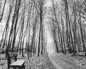 Ein schmaler Weg führt durch einen Wald mit kahlen Bäumen, neben dem eine Holzbank steht, umgeben von herabgefallenem Laub.